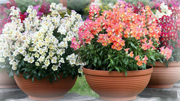 Горшок-миска Misa для цветов 10л, ø 40см